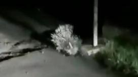Индийский дикобраз бежит по улице Есика