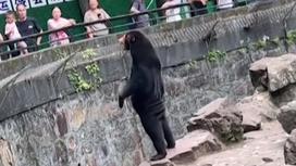 Медведь стоит на задних лапах в зоопарке