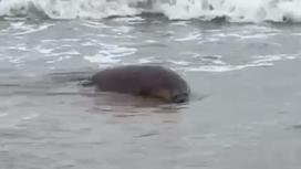Тушка тюленя на берегу моря