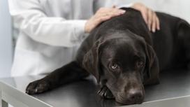 Собака с короткой черной шерстью и висячими ушами лежит на операционном столе. Его гладит человек в белом халате