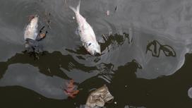 Мертвая рыба в озере