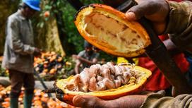 Какао бұршаққыны
