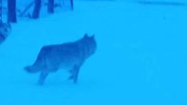 Волк в Каркарлинске