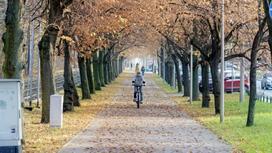 Мужчина едет на велосипеде по парку