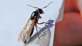 Черный муравей с крыльями сидит на белой поверхности
