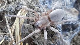 Паук семейства Gnaphosidae