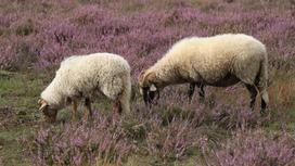 Овцы пасутся на поле