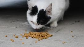 Кошка ест кошачий корм с земли