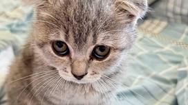 Котенок