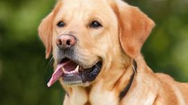 Большая рыжая собака с опущенными ушами и высунутым языком