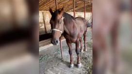 Похищенный в Туркестанской области конь
