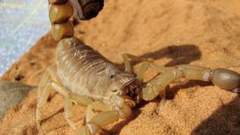 Скорпион ползет по песку