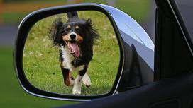 Собака отражается в зеркале автомобиля