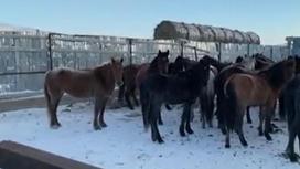 Лошади стоят в загоне