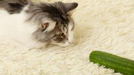 Кот сидит на пушистой подстилке и внимательно смотрит на зеленый огурец