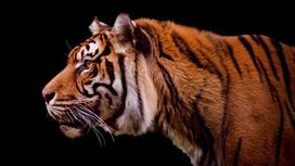 Тигр смотрит на добычу