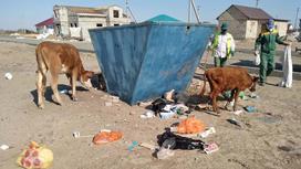 Коровы возле мусорного бака в Атырау