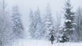 Человек идет среди деревьев в снегу