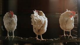Курицы в сарае