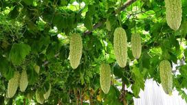 Зеленые плоды момордики висят на опоре среди листьев