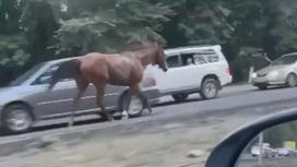 Лошадь скачет по трассе в Алматы