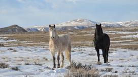 Белая и черная лошади гуляют по заснеженной местности