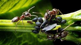 Черная тля и рыжие муравьи на стебле растения