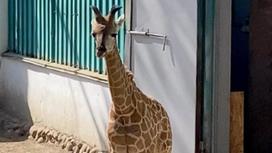 Маленький жираф стоит возле домика