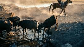 Пастух перегоняет скот через реку