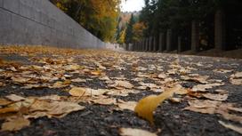 Желтые листья на асфальте