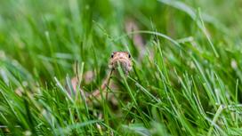 Змея на траве смотрит в камеру
