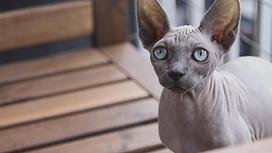 Серая бесшерстная кошка с большими ушами и зелеными глазами