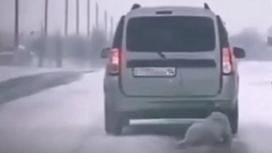 Водитель протащил по дороге собаку в Экибастузе