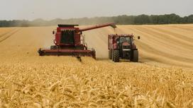 Сбор урожая пшеницы