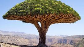 Дерево на острове Сокотра в Йемене