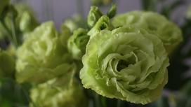 Цветок с зеленоватыми пышными лепестками