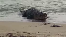 Крокодил вылез на берег и съел акул