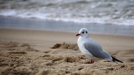 Чайка сидит на песке возле воды
