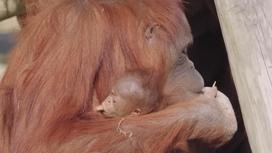 Орангутанг кормит своего малыша грудью