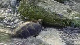 Необычная черепаха возле актау