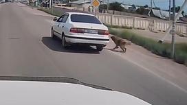 Привязанная к машине собака бежит по дороге