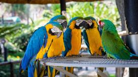 Большие попугаи ара сидят на подставке