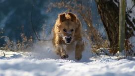 Собака бежит по снегу