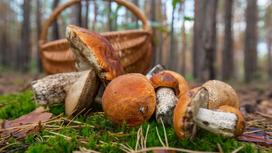 Срезанные грибы с толстыми коричневыми шляпками лежат на мохе. Рядом стоит плетеная корзина