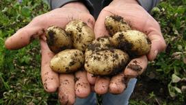 На ладонях держат несколько картофелин с землей