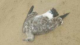 Умершая птица лежит на берегу Актюбинского водохранилища