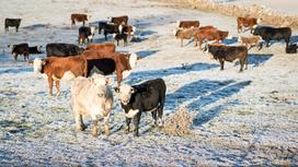 Коровы стоят в зимнем поле