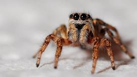 Мохнатый коричневый паук на светлом фоне