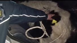 Корова в легковом авто в Кызылординской области