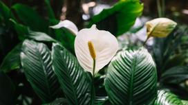 Белый цветок среди зеленых листьев